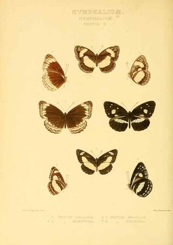 Reproducción/Reproduction 48954447301: Rhopalocera exotica. London :Gurney & Jackson,1887-1902.. 