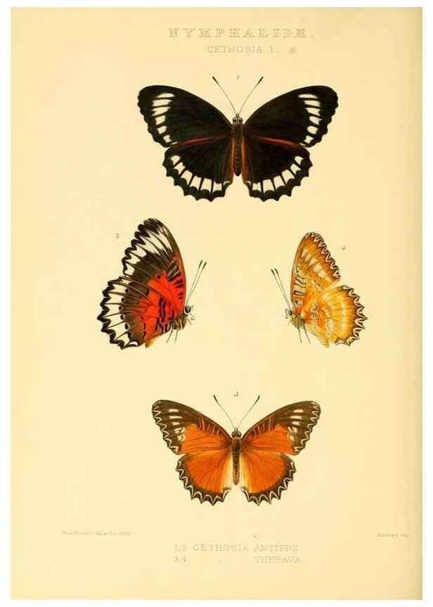 Reproducción/Reproduction 48954442001: Rhopalocera exotica. London :Gurney & Jackson,1887-1902.. 