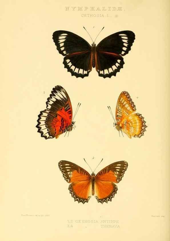 Reproducción/Reproduction 48954442001: Rhopalocera exotica. London :Gurney & Jackson,1887-1902.. 