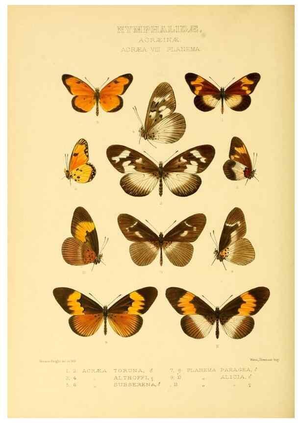 Reproducción/Reproduction 48953891658: Rhopalocera exotica. London :Gurney & Jackson,1887-1902.. 