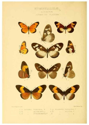 Reproducción/Reproduction 48953891658: Rhopalocera exotica. London :Gurney & Jackson,1887-1902.. 