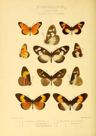 Reproducción/Reproduction 48953891658: Rhopalocera exotica. London :Gurney & Jackson,1887-1902.. 
