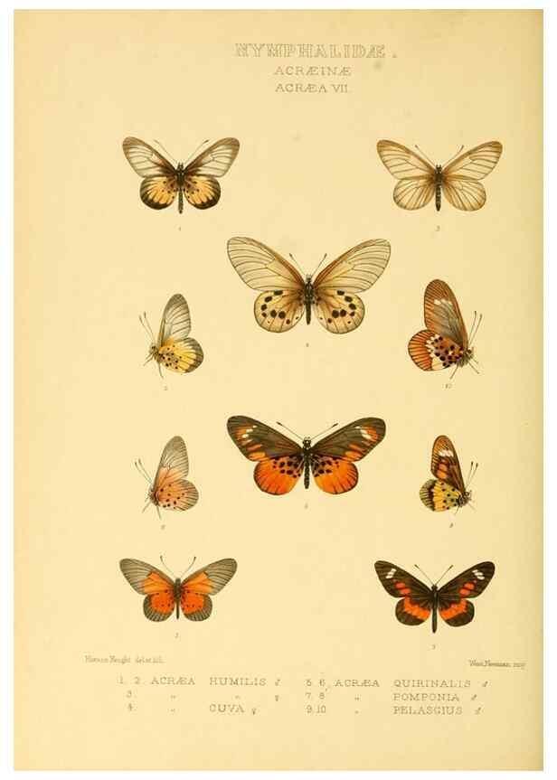 Reproducción/Reproduction 48954628247: Rhopalocera exotica. London :Gurney & Jackson,1887-1902.. 