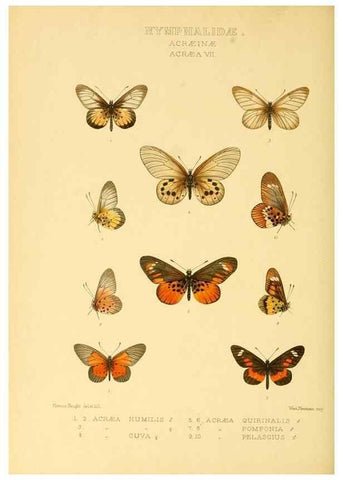 Reproducción/Reproduction 48954628247: Rhopalocera exotica. London :Gurney & Jackson,1887-1902.. 
