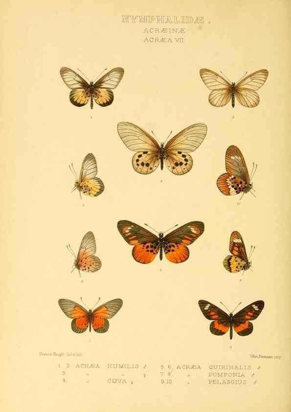 Reproducción/Reproduction 48954628247: Rhopalocera exotica. London :Gurney & Jackson,1887-1902.. 