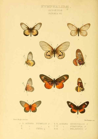 Reproducción/Reproduction 48954628247: Rhopalocera exotica. London :Gurney & Jackson,1887-1902.. 