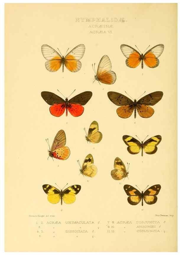 Reproducción/Reproduction 48954440716: Rhopalocera exotica. London :Gurney & Jackson,1887-1902.. 