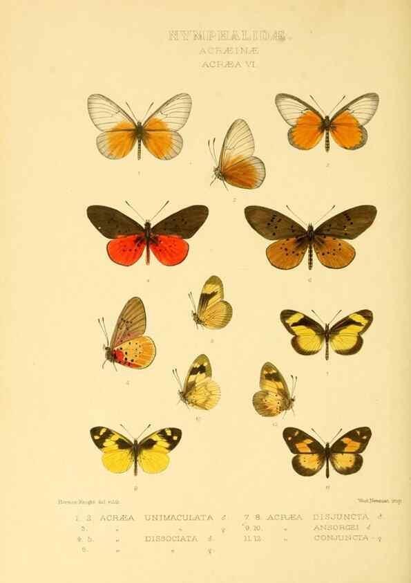 Reproducción/Reproduction 48954440716: Rhopalocera exotica. London :Gurney & Jackson,1887-1902.. 