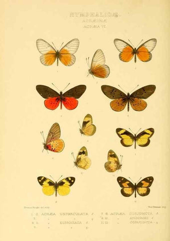 Reproducción/Reproduction 48954440716: Rhopalocera exotica. London :Gurney & Jackson,1887-1902.. 