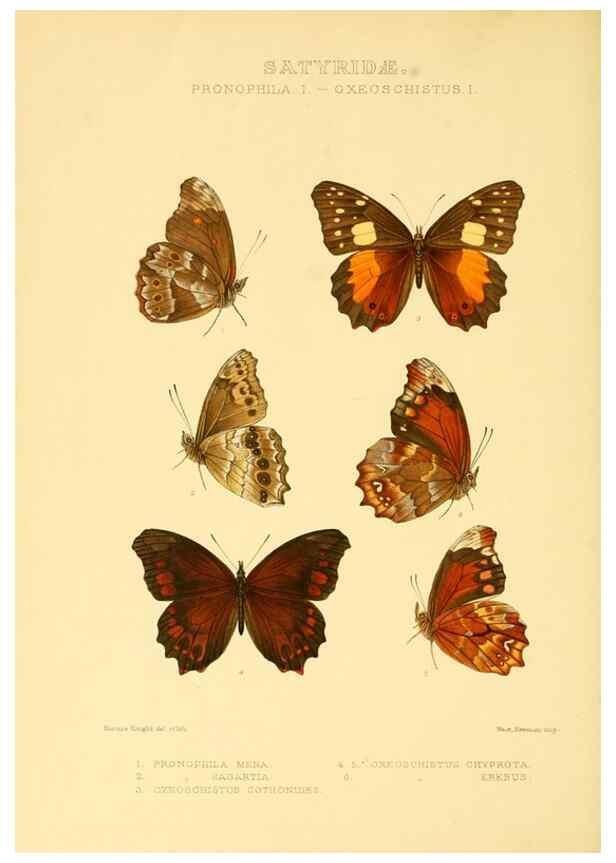 Reproducción/Reproduction 48954434471: Rhopalocera exotica. London :Gurney & Jackson,1887-1902.. 