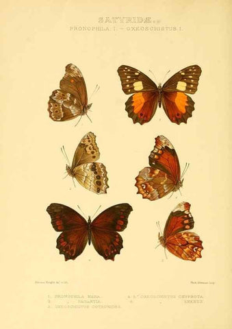 Reproducción/Reproduction 48954434471: Rhopalocera exotica. London :Gurney & Jackson,1887-1902.. 