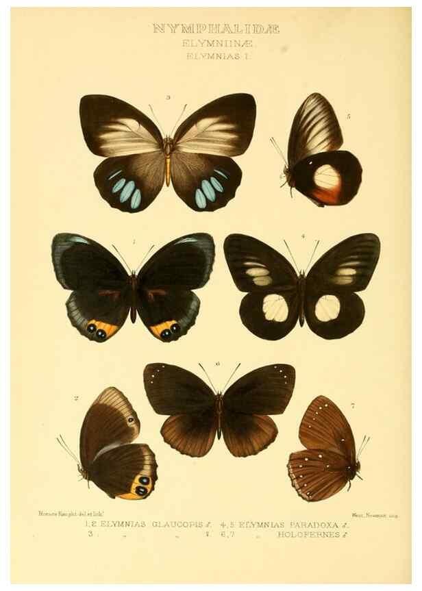 Reproducción/Reproduction 48953885038: Rhopalocera exotica. London :Gurney & Jackson,1887-1902.. 