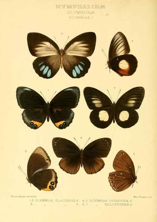 Reproducción/Reproduction 48953885038: Rhopalocera exotica. London :Gurney & Jackson,1887-1902.. 