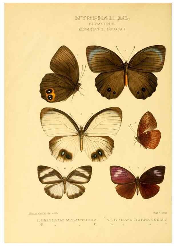 Reproducción/Reproduction 48953885378: Rhopalocera exotica. London :Gurney & Jackson,1887-1902.. 