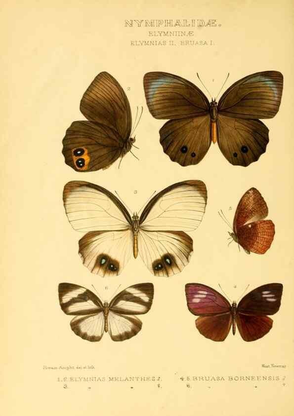 Reproducción/Reproduction 48953885378: Rhopalocera exotica. London :Gurney & Jackson,1887-1902.. 
