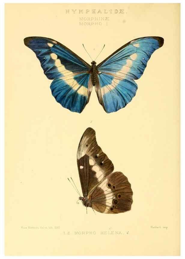 Reproducción/Reproduction 48954622767: Rhopalocera exotica. London :Gurney & Jackson,1887-1902.. 
