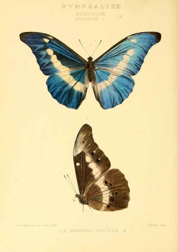 Reproducción/Reproduction 48954622767: Rhopalocera exotica. London :Gurney & Jackson,1887-1902.. 