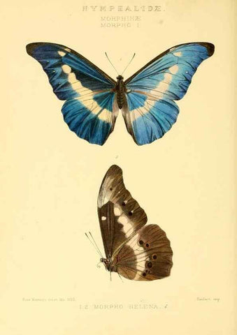 Reproducción/Reproduction 48954622767: Rhopalocera exotica. London :Gurney & Jackson,1887-1902.. 