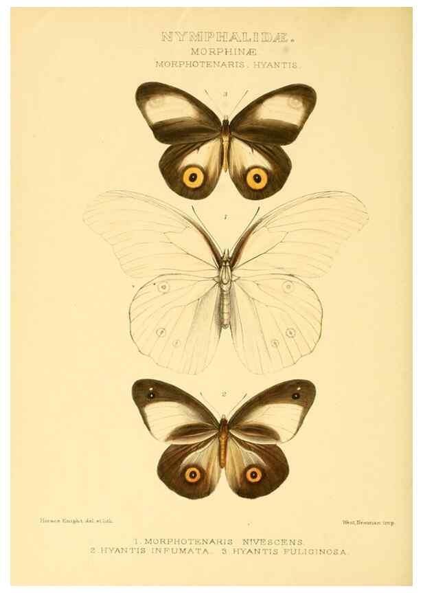 Reproducción/Reproduction 48953886088: Rhopalocera exotica. London :Gurney & Jackson,1887-1902.. 