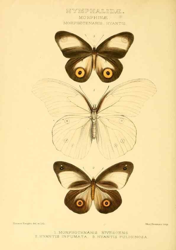 Reproducción/Reproduction 48953886088: Rhopalocera exotica. London :Gurney & Jackson,1887-1902.. 