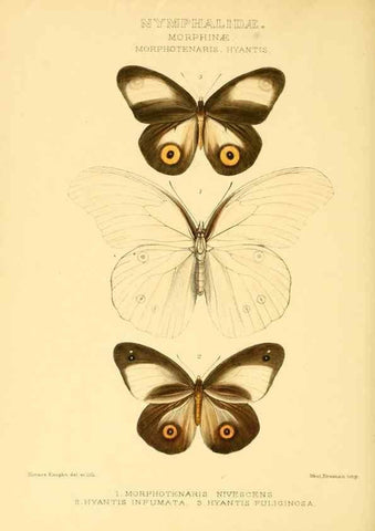 Reproducción/Reproduction 48953886088: Rhopalocera exotica. London :Gurney & Jackson,1887-1902.. 