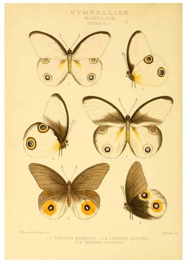 Reproducción/Reproduction 48954436376: Rhopalocera exotica. London :Gurney & Jackson,1887-1902.. 