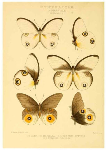 Reproducción/Reproduction 48954436376: Rhopalocera exotica. London :Gurney & Jackson,1887-1902.. 