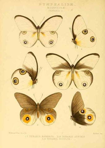 Reproducción/Reproduction 48954436376: Rhopalocera exotica. London :Gurney & Jackson,1887-1902.. 