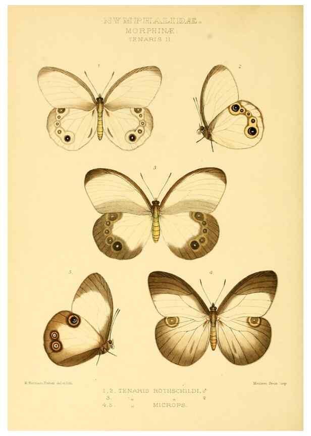 Reproducción/Reproduction 48953886868: Rhopalocera exotica. London :Gurney & Jackson,1887-1902.. 