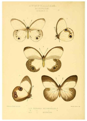 Reproducción/Reproduction 48953886868: Rhopalocera exotica. London :Gurney & Jackson,1887-1902.. 