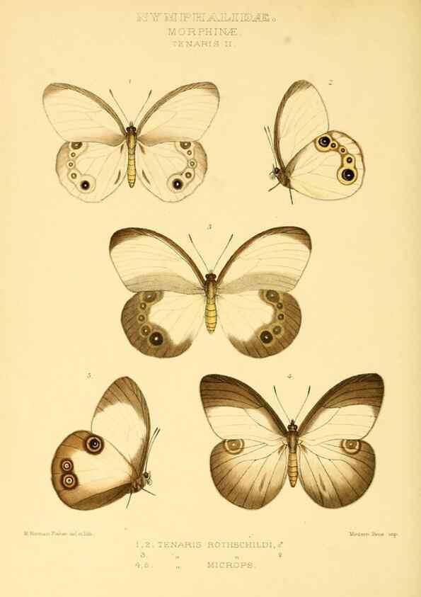 Reproducción/Reproduction 48953886868: Rhopalocera exotica. London :Gurney & Jackson,1887-1902.. 