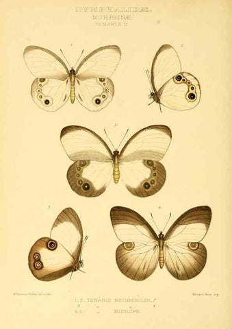 Reproducción/Reproduction 48953886868: Rhopalocera exotica. London :Gurney & Jackson,1887-1902.. 