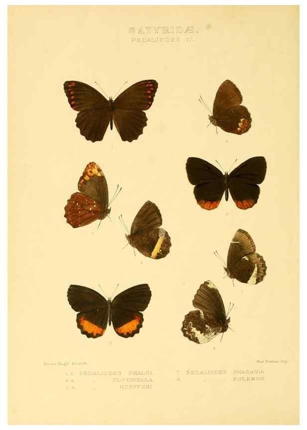 Reproducción/Reproduction 48954433686: Rhopalocera exotica. London :Gurney & Jackson,1887-1902.. 