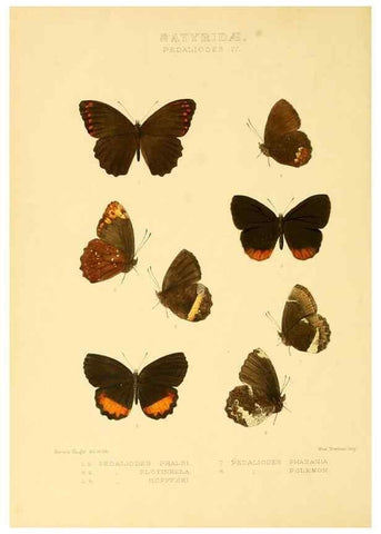 Reproducción/Reproduction 48954433686: Rhopalocera exotica. London :Gurney & Jackson,1887-1902.. 