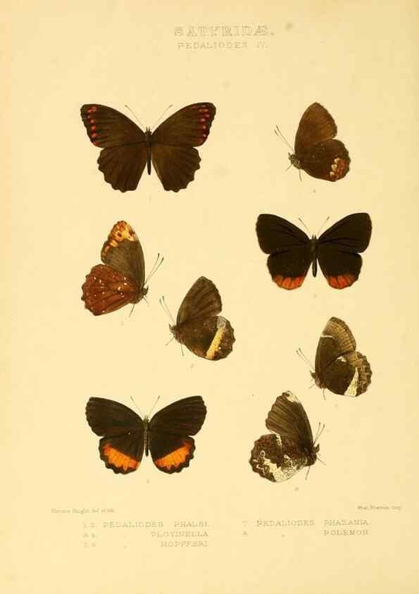 Reproducción/Reproduction 48954433686: Rhopalocera exotica. London :Gurney & Jackson,1887-1902.. 