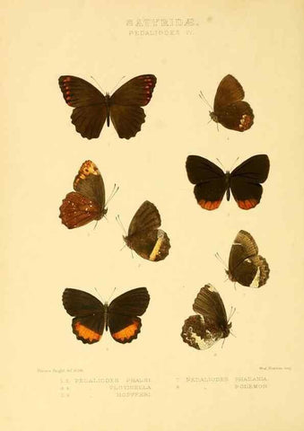 Reproducción/Reproduction 48954433686: Rhopalocera exotica. London :Gurney & Jackson,1887-1902.. 