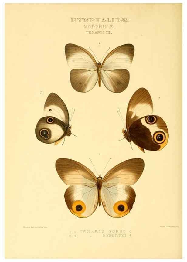Reproducción/Reproduction 48954437361: Rhopalocera exotica. London :Gurney & Jackson,1887-1902.. 