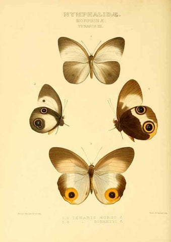 Reproducción/Reproduction 48954437361: Rhopalocera exotica. London :Gurney & Jackson,1887-1902.. 