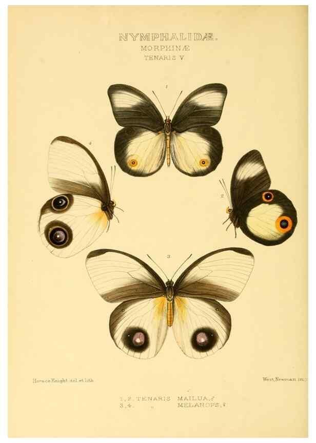 Reproducción/Reproduction 48954625077: Rhopalocera exotica. London :Gurney & Jackson,1887-1902.. 