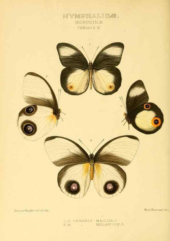 Reproducción/Reproduction 48954625077: Rhopalocera exotica. London :Gurney & Jackson,1887-1902.. 