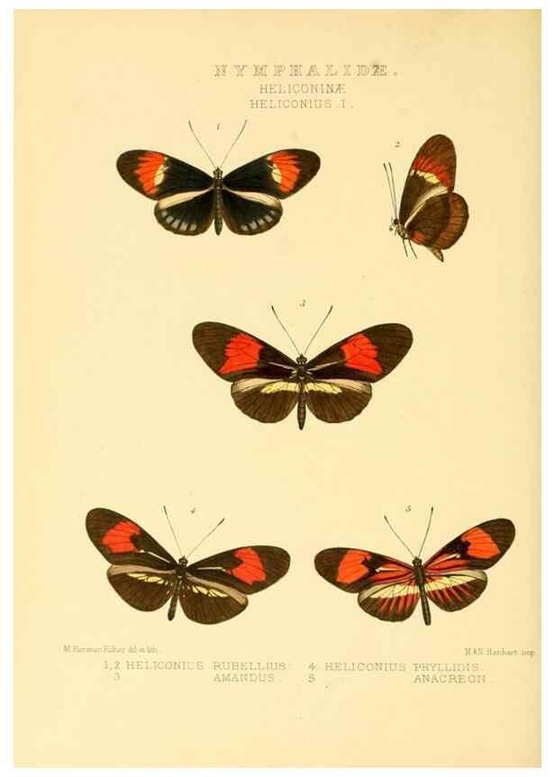 Reproducción/Reproduction 48954438761: Rhopalocera exotica. London :Gurney & Jackson,1887-1902.. 