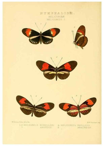 Reproducción/Reproduction 48954438761: Rhopalocera exotica. London :Gurney & Jackson,1887-1902.. 