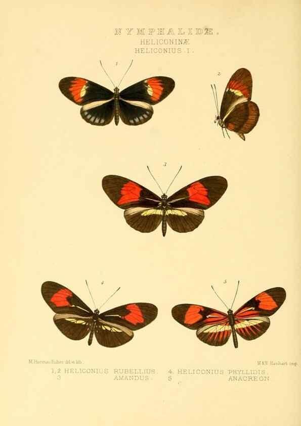 Reproducción/Reproduction 48954438761: Rhopalocera exotica. London :Gurney & Jackson,1887-1902.. 