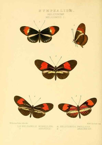 Reproducción/Reproduction 48954438761: Rhopalocera exotica. London :Gurney & Jackson,1887-1902.. 