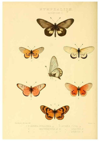 Reproducción/Reproduction 48954439106: Rhopalocera exotica. London :Gurney & Jackson,1887-1902.. 