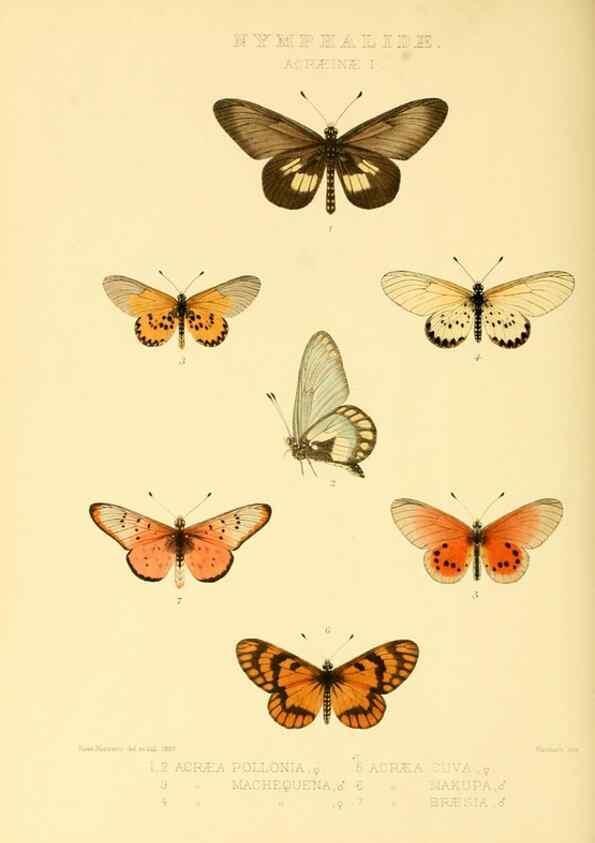 Reproducción/Reproduction 48954439106: Rhopalocera exotica. London :Gurney & Jackson,1887-1902.. 