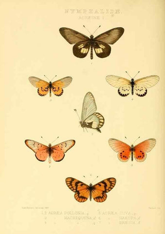 Reproducción/Reproduction 48954439106: Rhopalocera exotica. London :Gurney & Jackson,1887-1902.. 