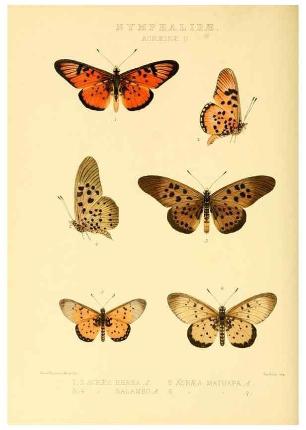 Reproducción/Reproduction 48953889513: Rhopalocera exotica. London :Gurney & Jackson,1887-1902.. 
