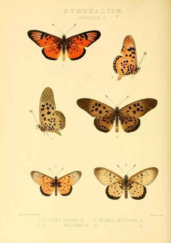 Reproducción/Reproduction 48953889513: Rhopalocera exotica. London :Gurney & Jackson,1887-1902.. 