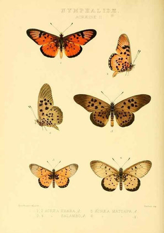 Reproducción/Reproduction 48953889513: Rhopalocera exotica. London :Gurney & Jackson,1887-1902.. 